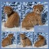 Scottish fold/F7 bengal kitten