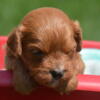 Cavapoo Born 8/11 Ready to go 10/10