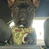 STUD pup back deal