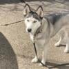 Female Sweet Husky for rehoming