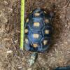 Female redfoot tortoise