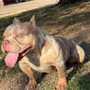 Female American bull