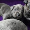 Registered Cane Corso Puppies