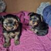 Male Yorkshire Terriers