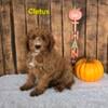 F1B CAVAPOO PUPPIES AVAILABLE TO TAKE HOME BY SEPTEMBER 27TH