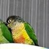 Green Cheek Conures  Turquoise $150.00