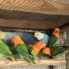 Opaline fisher lovebirds