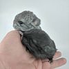 Beautiful Tamed Chinchillas For Sale-Standard Grey, Ebony, Black Velvet, Mosaic