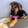 German Shepherd Pups AKC