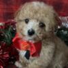Bichonpoo Puppies For Sale
