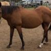 Registered quarter horse mare, very friendly