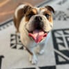 Rehoming English bulldog 