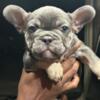 FRENCHIE Pups READY TO GO