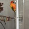 SunConure Male. Wings are clipped