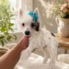 Chinese crested powderpuff