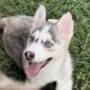 Sally-Beautiful Pomsky Puppy