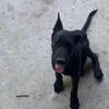 3-Month-Old Black German Shepherd Mix Puppy – Vaccinated & Ready!