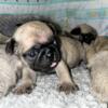 FOR SALE PUG PUPPIES