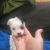 Male Chinese crested powder puff