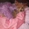 Female Yorkie Bichon pup looking for her forever home