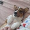 Reduced price Gorgeous sable GIRL purebred  pembroke welsh corgi Puppy 18 weeks old
