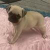 AKC Pug Puppies Available