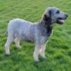 Female sheepadoodle 3 Years