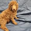 Moyen poodles.  Small standard poodle