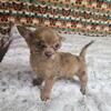 Chihuahuas, Poodles, Pomeranians, Malteses  & Teacup Puppies