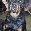 AKC Rottweiler Puppies 1 male pup "Breeders Pick"