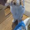 Rabbit for rehoming