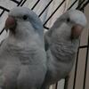 Rehoming 2 Male Quaker Parrots