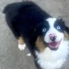 Mini Australian Shepherd Puppy