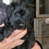 Giant schnauzer puppies