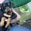 Doberman Puppies in Terre Haute