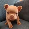 Female French Bulldog Tan