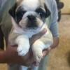 Rare AKC Panda Pug Boys - Valentines Sale