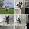 Frenchie puppies available 