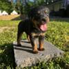 Rottweiler Puppies-2 Months Old-AKC Pure Bred