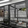 Amazing Hobby Breeder sell out!