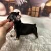 3 Female Frenchie pups to loving home