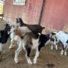 Nigerian Dwarf Goat Mini Nubian and Mini LaMancha goats great pets Arizona