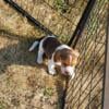 Beagle Pups For Sale