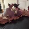 Sphynx Dwelf Female needs new HOME asap (Baltimore,MD)