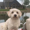 Havanese stud service 