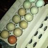 MarsBar fertile hatching eggs- French copper marans/legbar