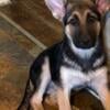 German Shepherd puppy