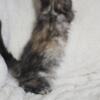 Female Maine coon Ready now.