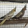 lutino/albino/pearled cockatiels