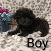 YORKIEPOO'S READY!